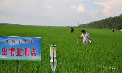 宝山农场推广应用以虫治虫生物防治新措施